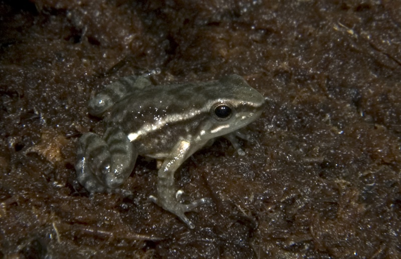 Hyloxalus infraguttatus